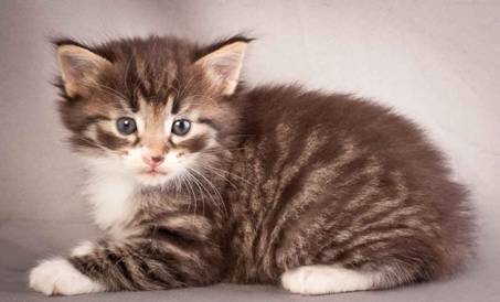 Description: Description: Description: J:\Pictures\N-kull_4_weeks\20111209_N-kull_4_weeks_0044.jpg