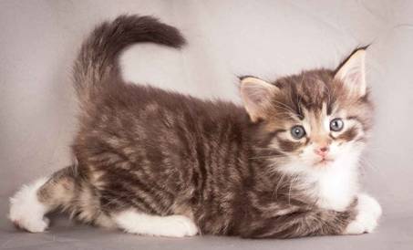 Description: Description: Description: J:\Pictures\N-kull_4_weeks\20111209_N-kull_4_weeks_0042.jpg