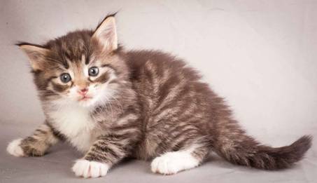 Description: Description: Description: J:\Pictures\N-kull_4_weeks\20111209_N-kull_4_weeks_0039.jpg