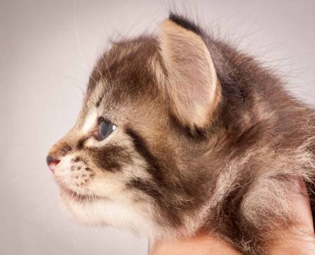 Description: Description: Description: J:\Pictures\N-kull_4_weeks\20111209_N-kull_4_weeks_0054.jpg