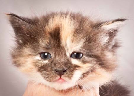 Description: Description: Description: J:\Pictures\N-kull_4_weeks\20111209_N-kull_4_weeks_0072.jpg