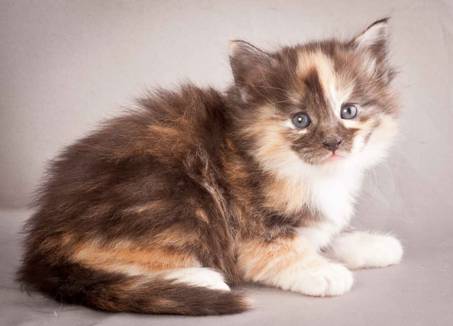 Description: Description: Description: J:\Pictures\N-kull_4_weeks\20111209_N-kull_4_weeks_0068.jpg