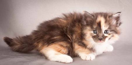 Description: Description: Description: J:\Pictures\N-kull_4_weeks\20111209_N-kull_4_weeks_0064.jpg