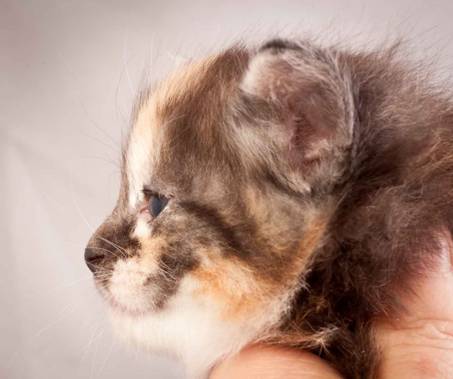 Description: Description: Description: J:\Pictures\N-kull_4_weeks\20111209_N-kull_4_weeks_0073.jpg