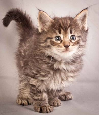 Description: J:\Pictures\N-kull_5_weeks\20111216_N-kull_5_weeks_0009.jpg