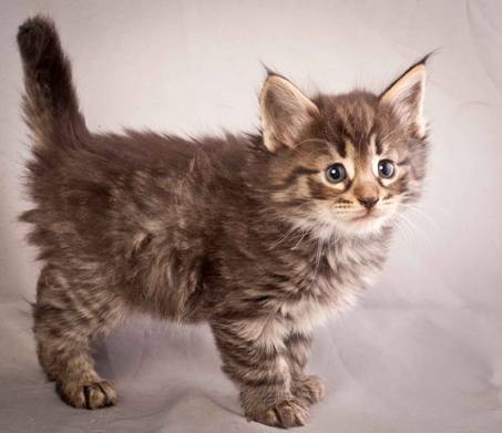 Description: J:\Pictures\N-kull_5_weeks\20111216_N-kull_5_weeks_0007.jpg