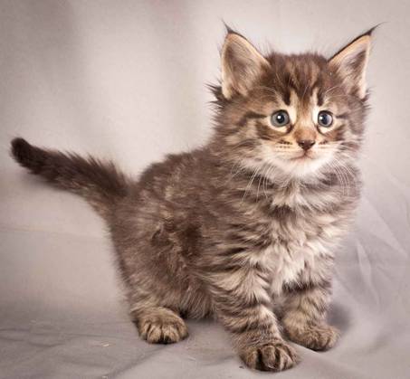 Description: J:\Pictures\N-kull_5_weeks\20111216_N-kull_5_weeks_0006.jpg