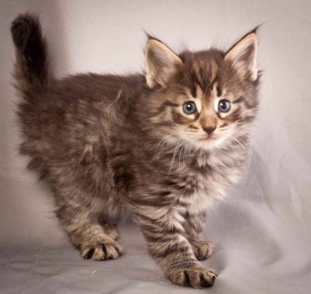 Description: J:\Pictures\N-kull_5_weeks\20111216_N-kull_5_weeks_0004.jpg