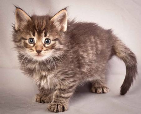 Description: J:\Pictures\N-kull_5_weeks\20111216_N-kull_5_weeks_0010.jpg