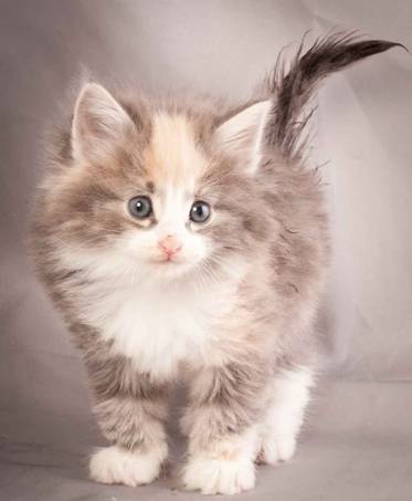 Description: J:\Pictures\N-kull_5_weeks\20111216_N-kull_5_weeks_0055.jpg