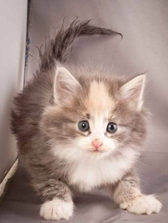 Description: J:\Pictures\N-kull_5_weeks\20111216_N-kull_5_weeks_0045.jpg