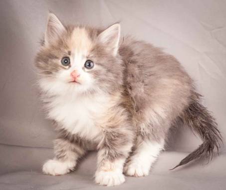 Description: J:\Pictures\N-kull_5_weeks\20111216_N-kull_5_weeks_0043.jpg