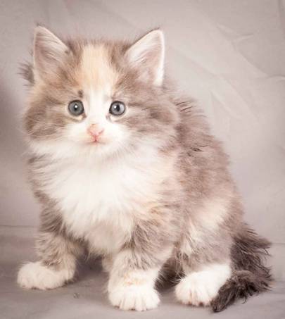 Description: J:\Pictures\N-kull_5_weeks\20111216_N-kull_5_weeks_0059.jpg