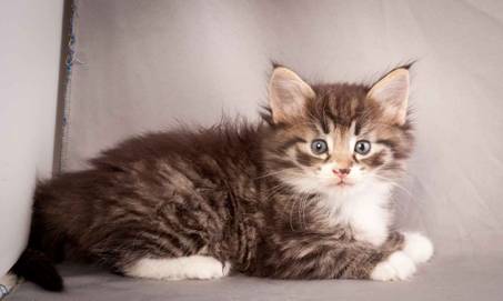 Description: J:\Pictures\N-kull_5_weeks\20111216_N-kull_5_weeks_0026.jpg