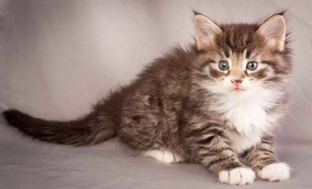 Description: J:\Pictures\N-kull_5_weeks\20111216_N-kull_5_weeks_0023.jpg