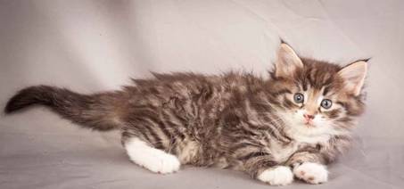 Description: J:\Pictures\N-kull_5_weeks\20111216_N-kull_5_weeks_0017.jpg