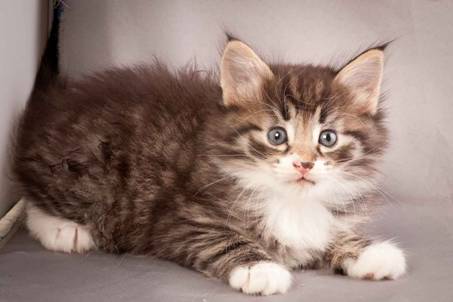 Description: J:\Pictures\N-kull_5_weeks\20111216_N-kull_5_weeks_0027.jpg