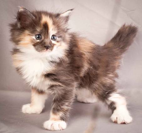 Description: J:\Pictures\N-kull_5_weeks\20111216_N-kull_5_weeks_0039.jpg