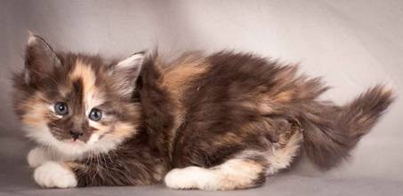 Description: J:\Pictures\N-kull_5_weeks\20111216_N-kull_5_weeks_0037.jpg