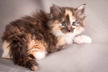 Description: J:\Pictures\N-kull_5_weeks\20111216_N-kull_5_weeks_0035.jpg