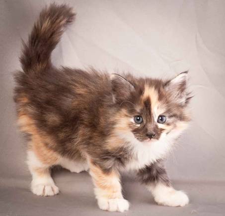 Description: J:\Pictures\N-kull_5_weeks\20111216_N-kull_5_weeks_0031.jpg