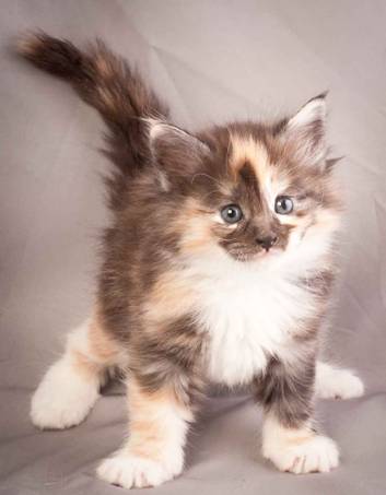 Description: J:\Pictures\N-kull_5_weeks\20111216_N-kull_5_weeks_0040.jpg