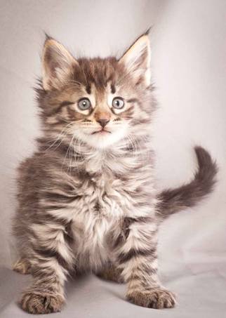 Description: Description: J:\Pictures\N-kull_6_weeks\20111222_N-kull_6_weeks_0013.jpg