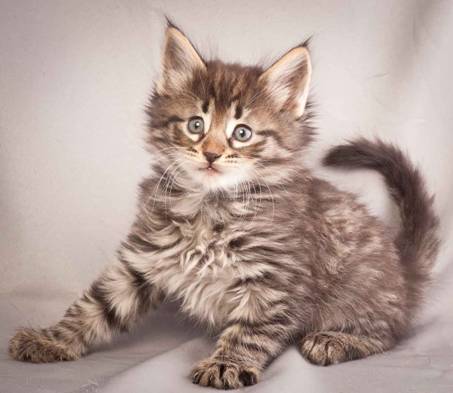 Description: Description: J:\Pictures\N-kull_6_weeks\20111222_N-kull_6_weeks_0012.jpg