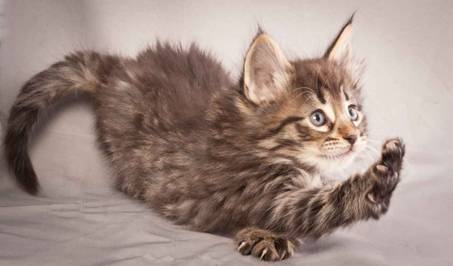 Description: Description: J:\Pictures\N-kull_6_weeks\20111222_N-kull_6_weeks_0010.jpg