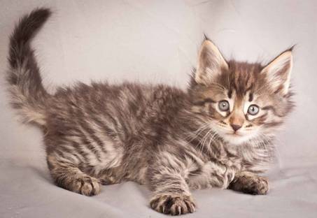 Description: Description: J:\Pictures\N-kull_6_weeks\20111222_N-kull_6_weeks_0016.jpg