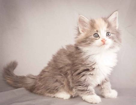 Description: Description: J:\Pictures\N-kull_6_weeks\20111222_N-kull_6_weeks_0039.jpg