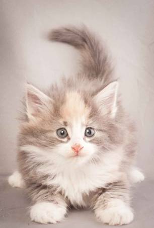 Description: Description: J:\Pictures\N-kull_6_weeks\20111222_N-kull_6_weeks_0030.jpg