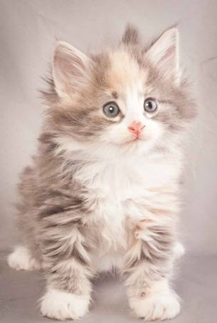 Description: Description: J:\Pictures\N-kull_6_weeks\20111222_N-kull_6_weeks_0028.jpg