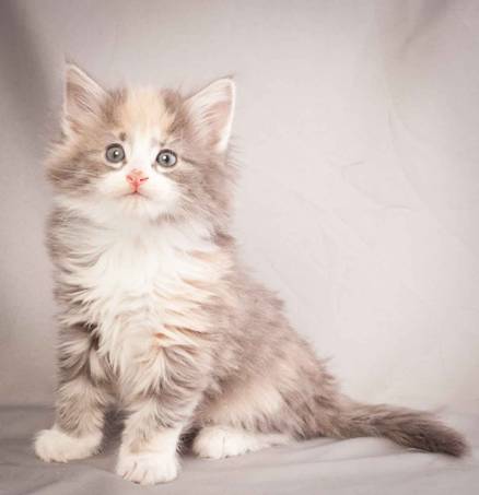 Description: Description: J:\Pictures\N-kull_6_weeks\20111222_N-kull_6_weeks_0042.jpg