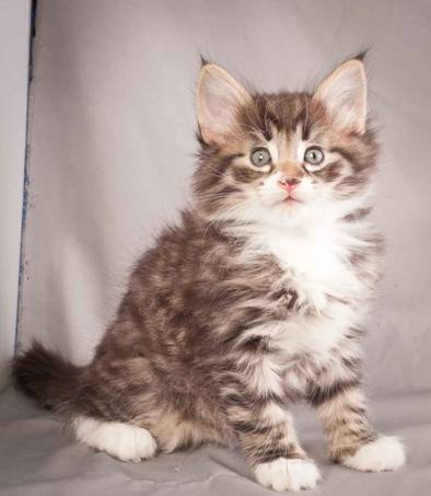 Description: Description: J:\Pictures\N-kull_6_weeks\20111222_N-kull_6_weeks_0059.jpg