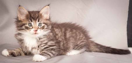 Description: Description: J:\Pictures\N-kull_6_weeks\20111222_N-kull_6_weeks_0056.jpg