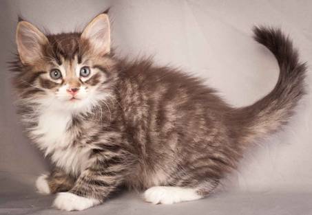 Description: Description: J:\Pictures\N-kull_6_weeks\20111222_N-kull_6_weeks_0046.jpg