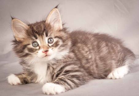 Description: Description: J:\Pictures\N-kull_6_weeks\20111222_N-kull_6_weeks_0062.jpg