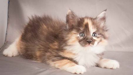 Description: Description: J:\Pictures\N-kull_6_weeks\20111222_N-kull_6_weeks_0086.jpg