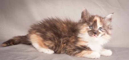 Description: Description: J:\Pictures\N-kull_6_weeks\20111222_N-kull_6_weeks_0083.jpg