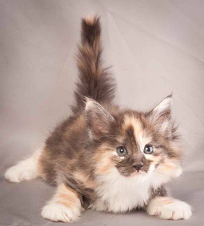 Description: Description: J:\Pictures\N-kull_6_weeks\20111222_N-kull_6_weeks_0064.jpg