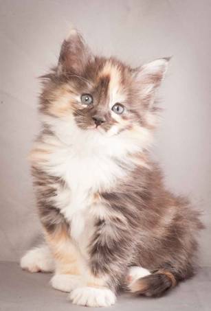 Description: Description: J:\Pictures\N-kull_6_weeks\20111222_N-kull_6_weeks_0097.jpg