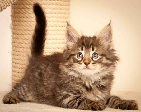 Description: J:\Pictures\N-kull_7_weeks\20111229_N-kull_7_weeks_0008.jpg