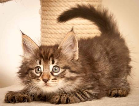 Description: J:\Pictures\N-kull_7_weeks\20111229_N-kull_7_weeks_0007.jpg