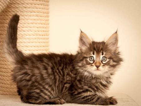 Description: J:\Pictures\N-kull_7_weeks\20111229_N-kull_7_weeks_0006.jpg