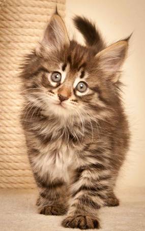 Description: J:\Pictures\N-kull_7_weeks\20111229_N-kull_7_weeks_0003.jpg