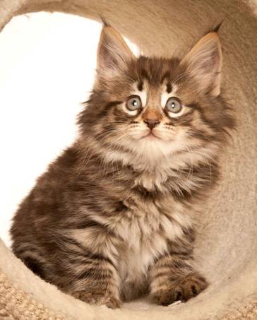 Description: J:\Pictures\N-kull_7_weeks\20111229_N-kull_7_weeks_0015.jpg