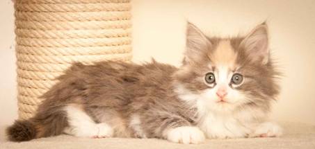 Description: J:\Pictures\N-kull_7_weeks\20111229_N-kull_7_weeks_0033.jpg