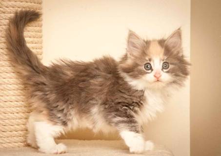 Description: J:\Pictures\N-kull_7_weeks\20111229_N-kull_7_weeks_0025.jpg