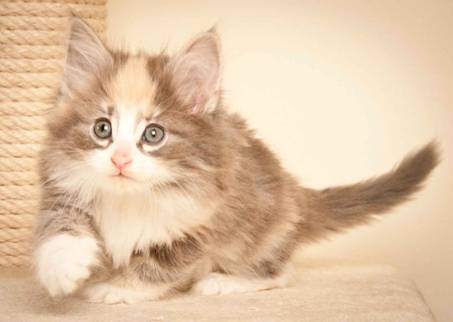 Description: J:\Pictures\N-kull_7_weeks\20111229_N-kull_7_weeks_0024.jpg